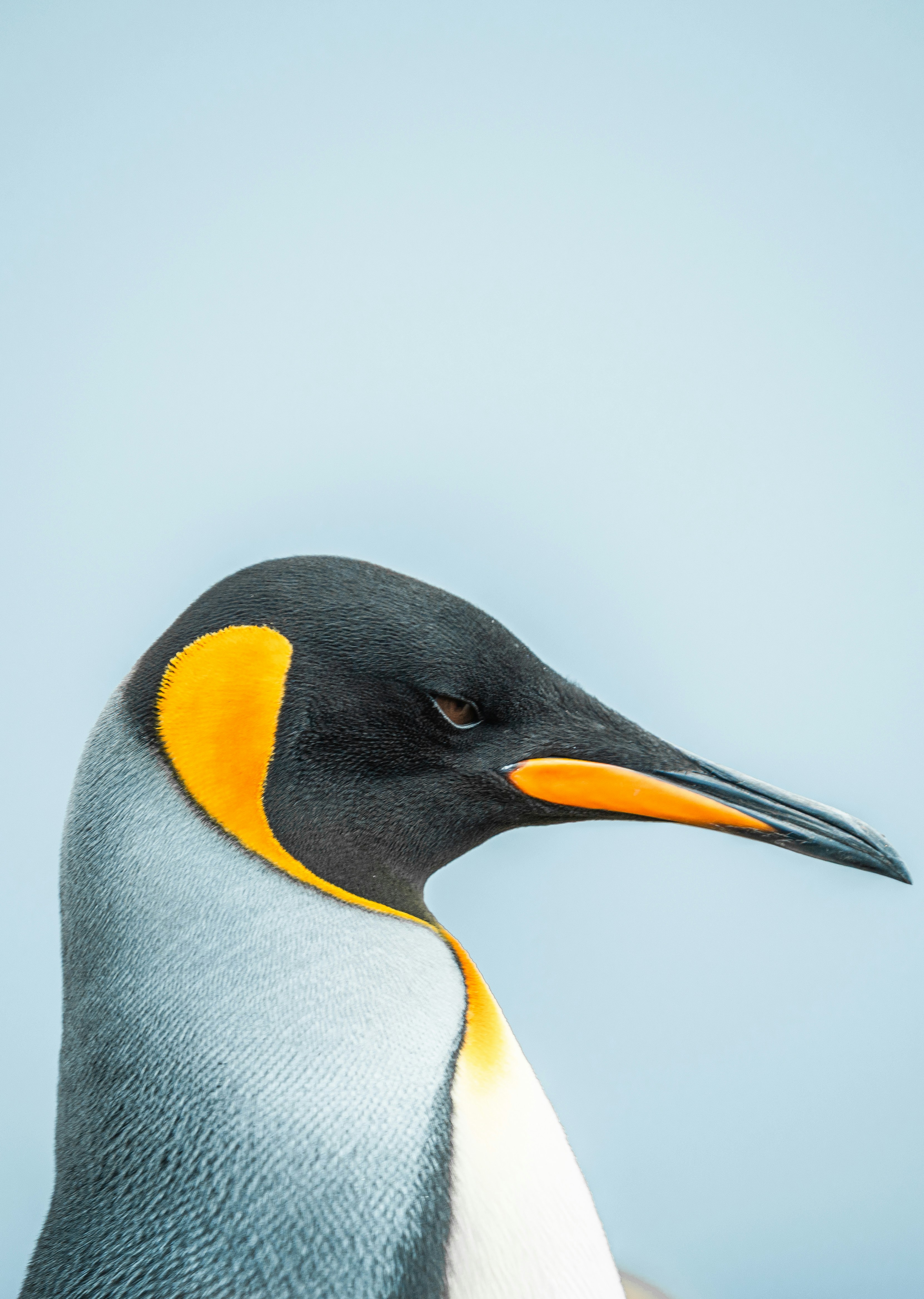 King penguin recorded in ProRes 422 HQ